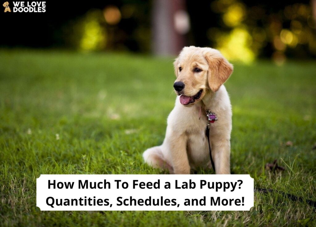 How much to hotsell feed a labrador puppy