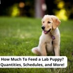 How-Much-To-Feed-a-Lab-Puppy-Quantities-Schedules-and-More-template