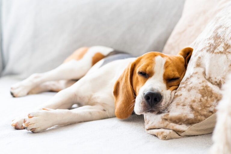 Pain Meds for Dogs: What Can You Give a Dog for Pain? - PetMD - Giving Dogs Acetaminophen For Skin Issues