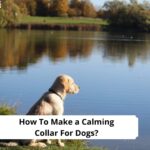 How-To-Make-a-Calming-Collar-For-Dogs-template