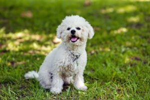 Choosing a Bichon Frise Rescue Shelter in Ohio