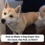How-to-Make-a-Dog-Diaper-Out-of-a-Sock-Pee-Pad-or-Shirt-template