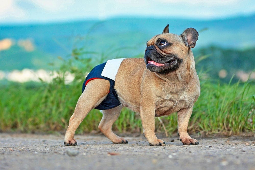 How to Make a Dog Diaper Out of a Sock, Pee Pad, or Shirt?