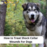 How to Treat Shock Collar Wounds For Dogs