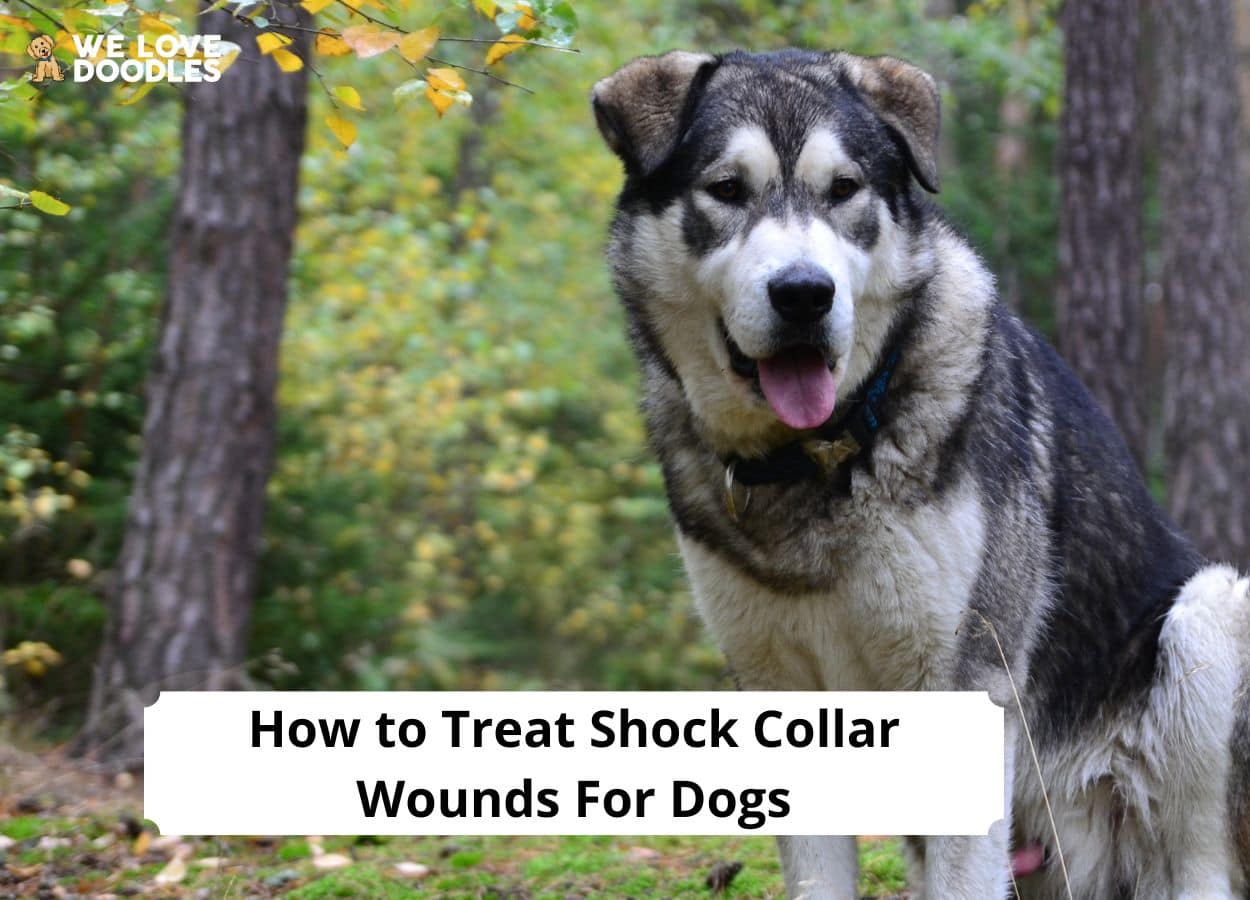 can shock collars cause cancer in dogs