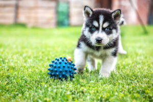 Is Slime Harmful To Dogs