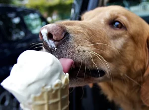 is vanilla yogurt bad for dogs