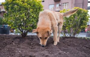 Is it Toxic For a Dog to Eat Slime