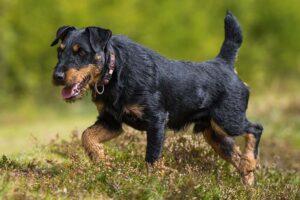 Jagdterrier (LookLikeDoberman)