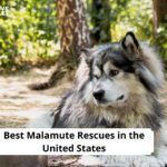 Malamute Rescues
