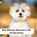 Maltese Rescues