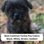 Most-Common-Yorkie-Poo-Colors-Black-White-Brown-Golden-and-More-template
