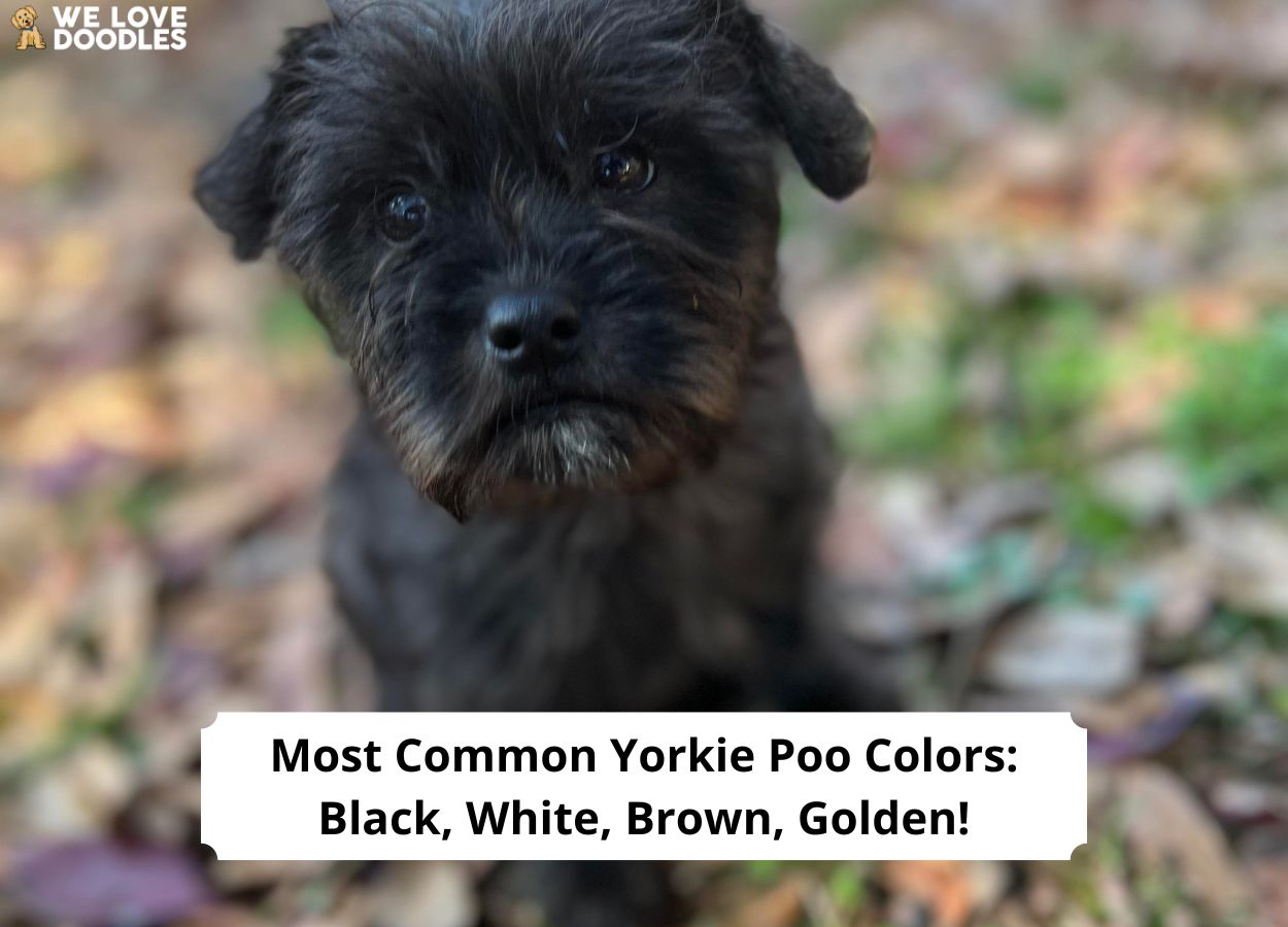 Most Common Yorkie Poo Colors 2024 We Love Doodles