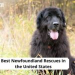 Newfoundland Rescues
