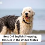 Old English Sheepdog Rescues