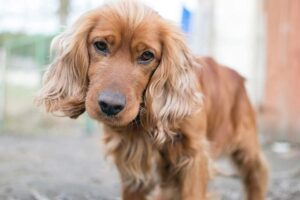Oldies But Goodies Cocker Rescue (CockerSpanielVA)