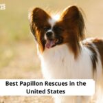 Papillon Rescues