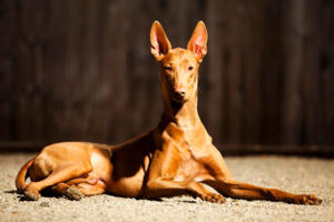 Pharaoh Hound (Dog-LikeDoberman)