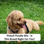 Pitbull-Poodle-Mix-Is-This-Breed-Right-For-You-template