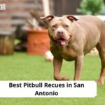 Pitbull Recues in San Antonio