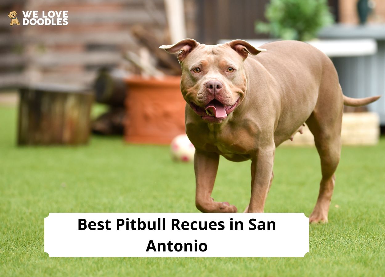 Pitbull Recues in San Antonio