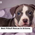 Pitbull Rescue in Arizona