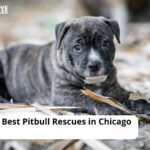 Pitbull Rescues in Chicago