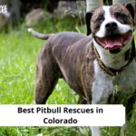 Pitbull Rescues in Colorado