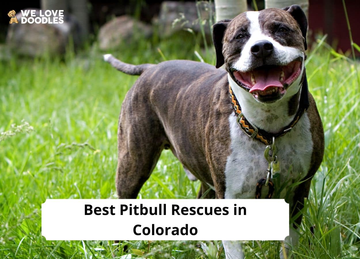 are pit bulls allowed in colorado