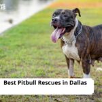 Pitbull Rescues in Dallas