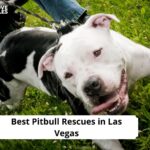Pitbull Rescues in Las Vegas