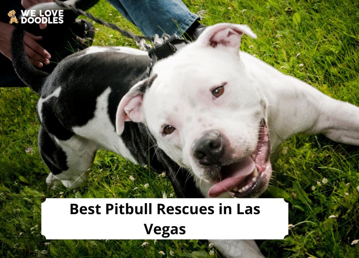 5 Best Pitbull Rescues in Las Vegas! (2024) We Love Doodles