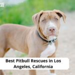 Pitbull Rescues in Los Angeles