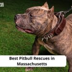 Pitbull Rescues in Massachusetts