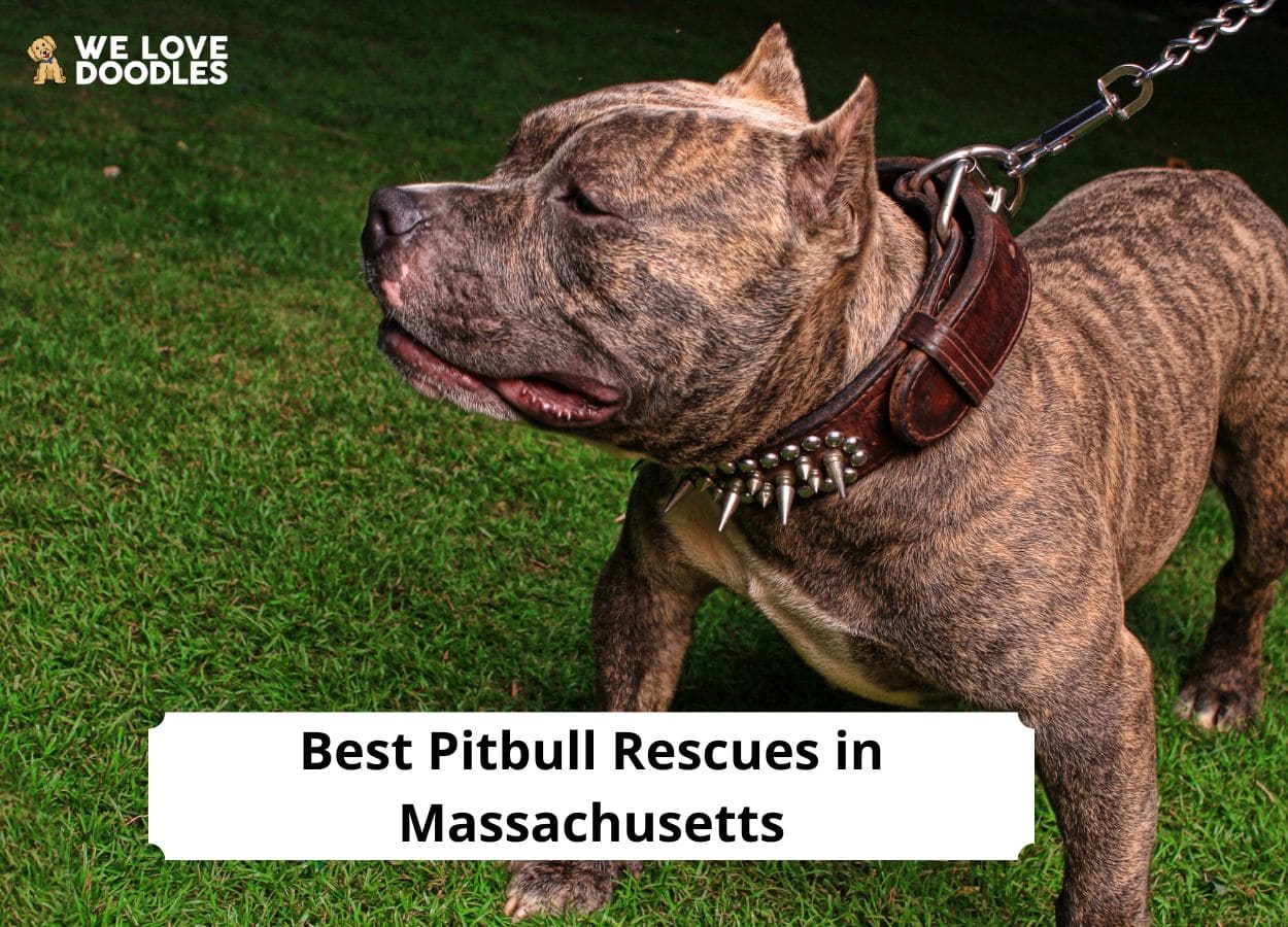 Adopt a Pit Bull puppy near Boston, MA