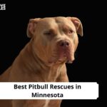 Pitbull Rescues in Minnesota