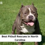 Pitbull Rescues in North Carolina