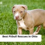 Pitbull Rescues in Ohio