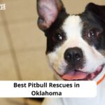 Pitbull Rescues in Oklahoma