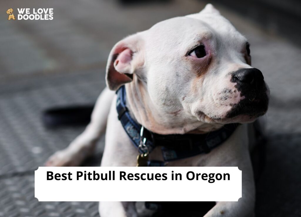 5 Best Pitbull Rescues in Oregon!