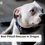 Pitbull Rescues in Oregon