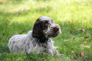 PointerRescue.org (WirehairedPointingGriffonUSA)
