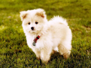 are pomeranian poodles hypoallergenic