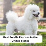 Poodle Rescues in the United States