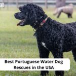 Best Portuguese Water Dog Rescues in the USA