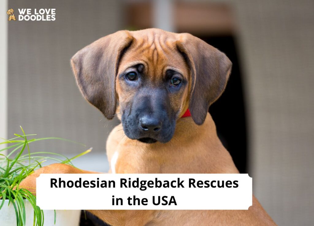 8 Best Rhodesian Ridgeback Rescues in the USA! - We Love Doodles