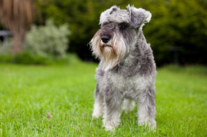 4 Best Schnauzer Rescues in Georgia! (2023) - We Love Doodles