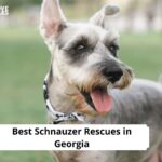 Schnauzer Rescues in Georgia