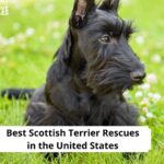 Scottish Terrier Rescues