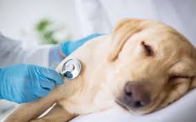 Seizure Symptoms in Dogs